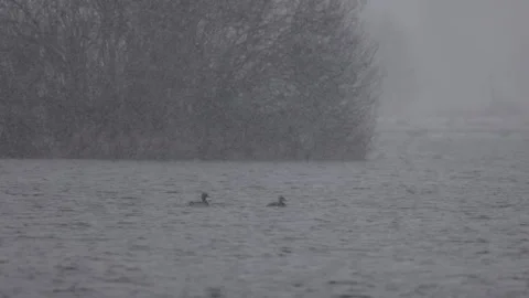 Ducks in the lake, falling snow, 4K slomo Stock Footage 265257503
