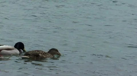 Ducks on lake Stock Footage 397213
