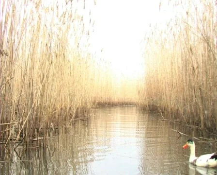 Ducks at the lake Video stock 710934