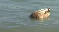 Ducks At A Lake HD Footage