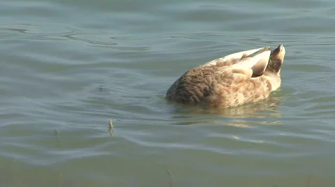 Ducks At A Lake Stock Footage
