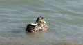 Ducks At A Lake HD Footage