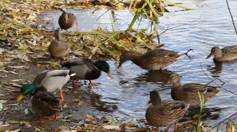 Ducks on the lake Stock Footage 886764