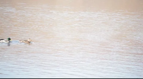Ducks in lake Stock Footage 922605