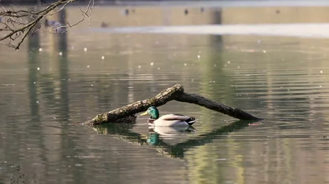 Ducks in the lake Video stock 1216703