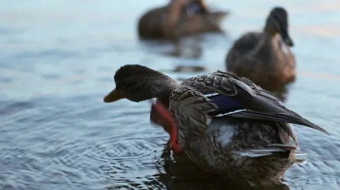 Ducks on a lake Stock Footage 8825369