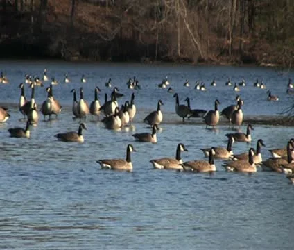 Ducks in the Lake Stock Footage 10576868