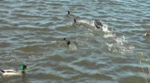 Ducks on a lake Stock Footage 22379200