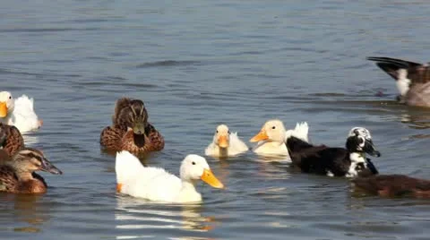 Ducks on the lake Stock Footage 24672464