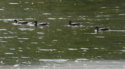 Ducks on lake Stock Footage 29322186