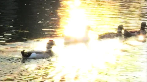 Ducks in the lake Видео 35761471