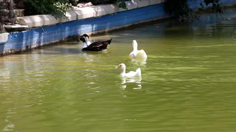 Ducks on the Lake Stock Footage 39668660