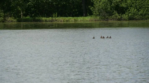 Ducks in the Lake Stock Footage 39903386