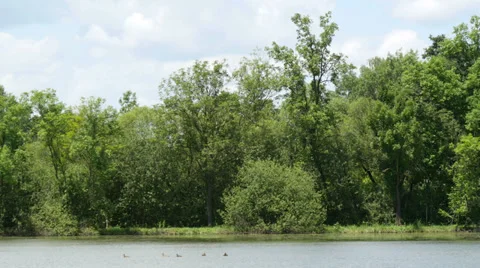 Ducks in the Lake Stock Footage 39903730