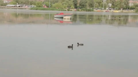 Ducks on a Lake Stock Footage 41418136