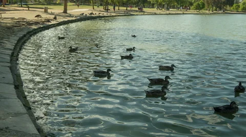 Ducks in a Lake Stock Footage 41458203
