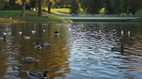 Ducks on the lake Stock Footage 43801437