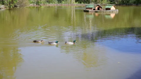 Ducks on a Lake Stock Footage 45618119