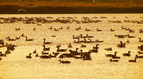 Ducks on lake Stock Footage 46747018