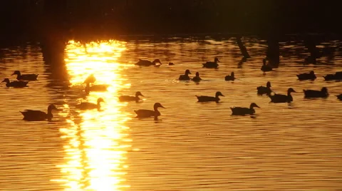 Ducks on lake Stock Footage 46747266