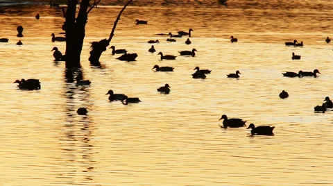 Ducks on lake Stock Footage 46748516