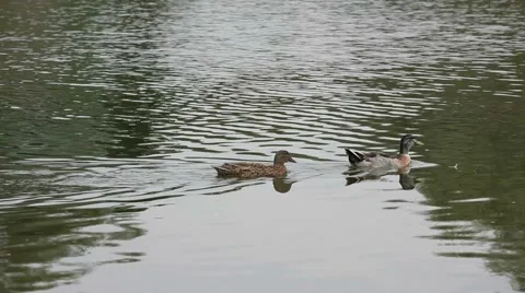 Ducks In A Lake Stock Footage 51668201