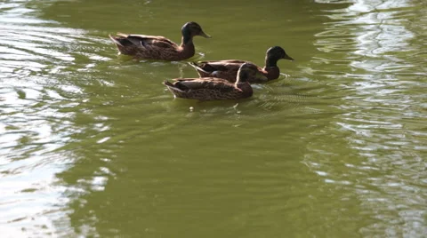 Ducks lake Vídeo Stock 52381751