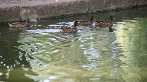 Ducks lake Vídeo Stock 52381839