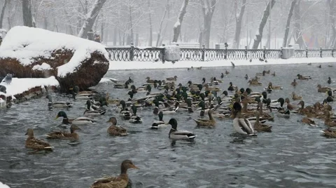 Ducks in the lake 库存影片 62884439