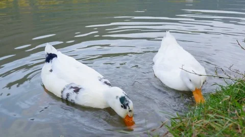 Ducks in a Lake Stock Footage 71154541