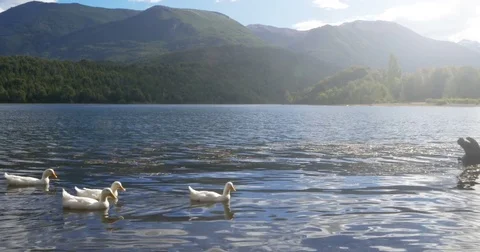 Ducks on Lake Stock Footage 72420821