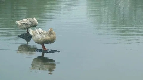 Ducks in the lake Video stock 73984298