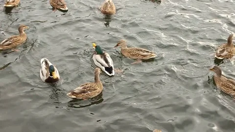 Ducks in the lake Stock Footage 81182371