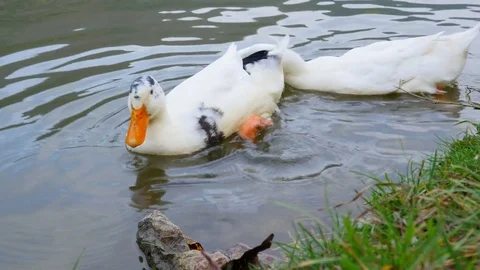 Ducks In A Lake Stock Footage 81530364