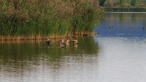 Ducks at a lake Stock Footage 82609607