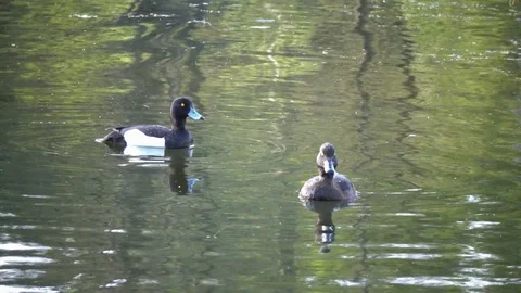 Ducks in the lake Video stock 84864601