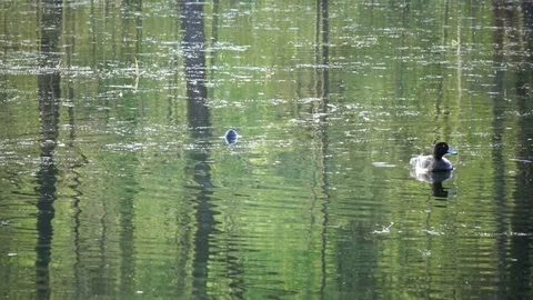Ducks in the lake Stock Footage 84864617