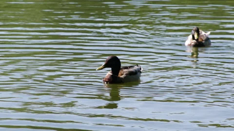 Ducks on the lake Video stock 90784265