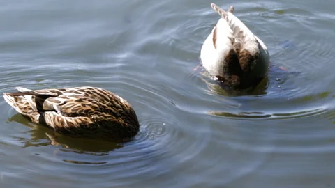 Ducks on the lake Video stock 91327752