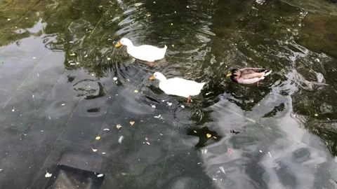 Ducks in lake. Stock Footage 97387726