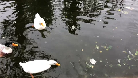 Ducks in lake. 스톡 동영상 97388060