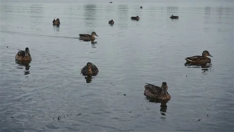 Ducks on the lake Stock Footage 102223396