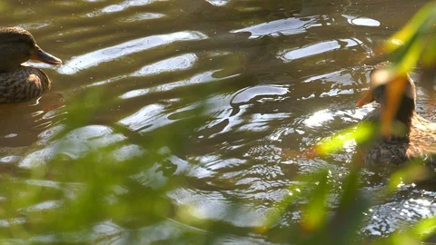 Ducks in Lake Видео 102874696