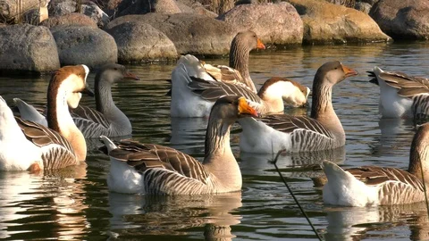 Ducks on Lake Stock-Footage 102874749