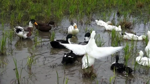 Ducks in a lake Stock Footage 104413202