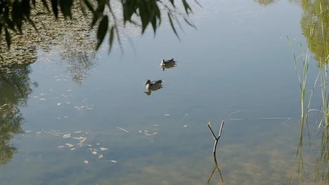 Ducks on the lake Stock Footage 116329302