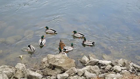 Ducks on the lake Stock-Footage 128207950