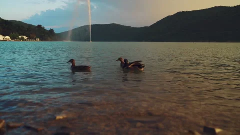 Ducks in the lake Stock Footage 131144201