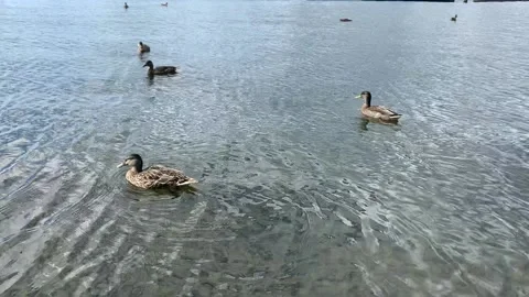Ducks in a Lake Vídeos de archivo 134842476