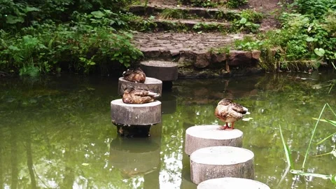 Ducks on the lake Stock Footage 145454485